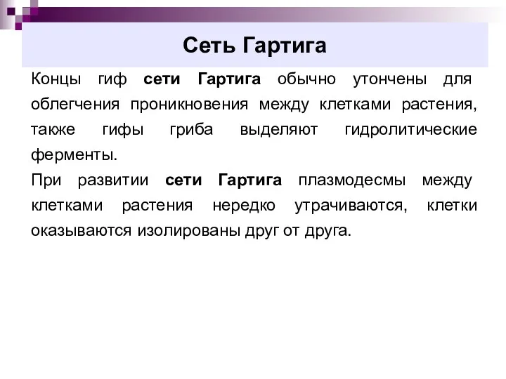 Сеть Гартига Концы гиф сети Гартига обычно утончены для облегчения