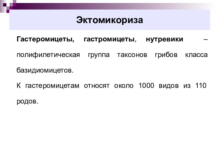 Эктомикориза Гастеромицеты, гастромицеты, нутревики – полифилетическая группа таксонов грибов класса