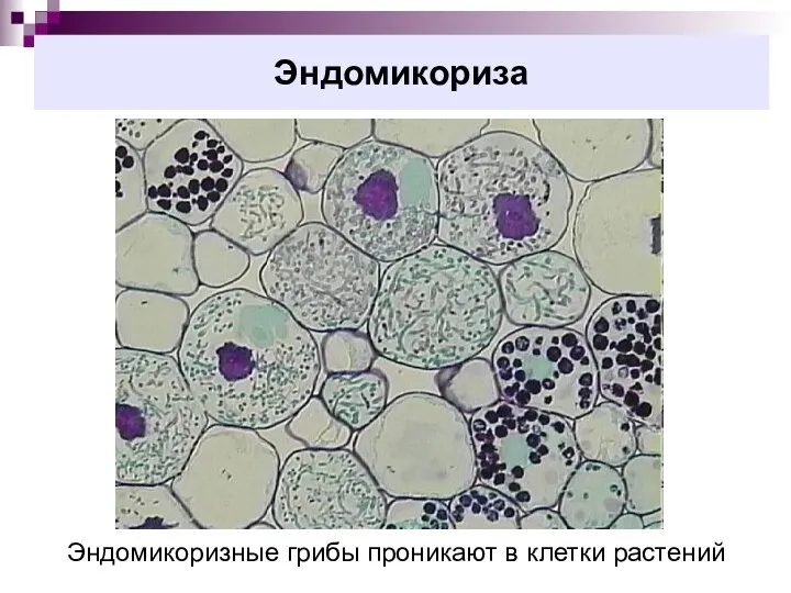 Эндомикориза Эндомикоризные грибы проникают в клетки растений