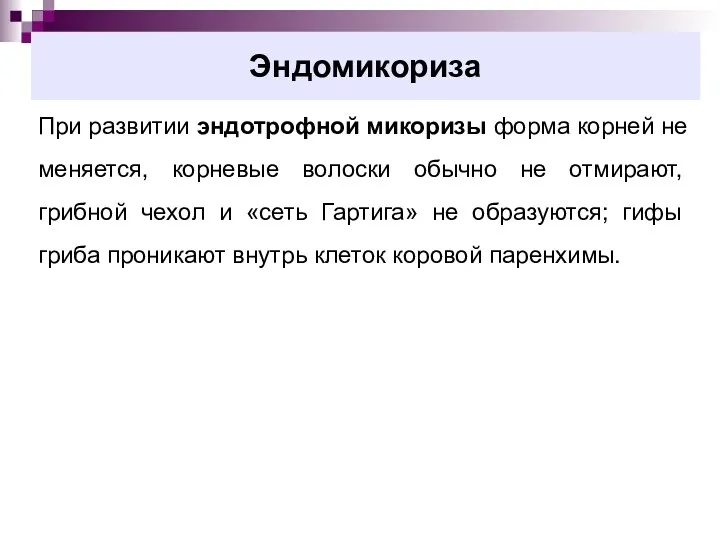 Эндомикориза При развитии эндотрофной микоризы форма корней не меняется, корневые