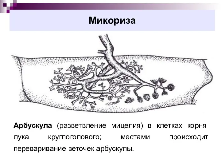 Микориза Арбускула (разветвление мицелия) в клетках корня лука круглоголового; местами происходит переваривание веточек арбускулы.