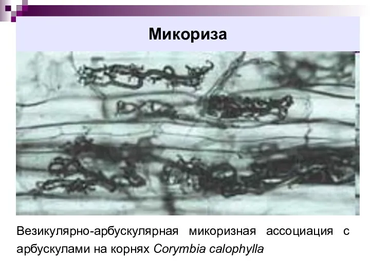 Микориза Везикулярно-арбускулярная микоризная ассоциация с арбускулами на корнях Corymbia calophylla