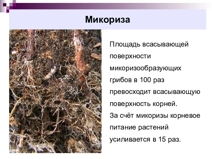 Микориза Площадь всасывающей поверхности микоризообразующих грибов в 100 раз превосходит