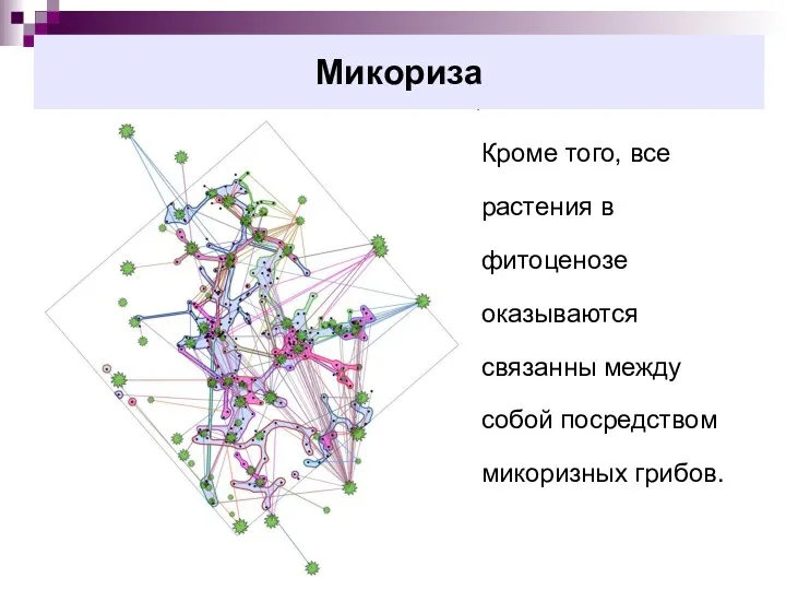 Микориза Кроме того, все растения в фитоценозе оказываются связанны между собой посредством микоризных грибов.