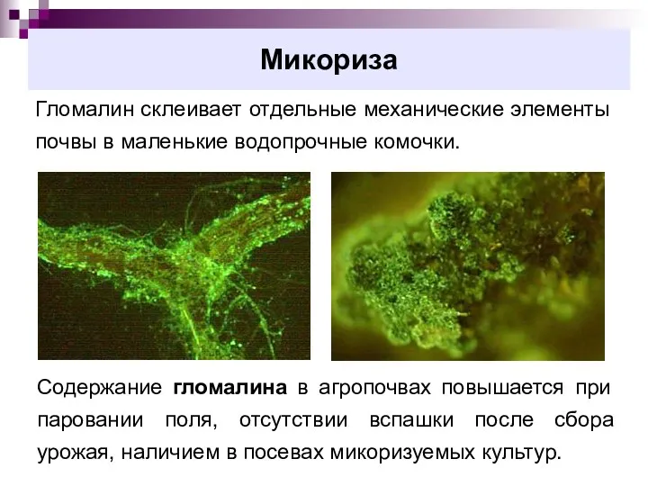 Микориза Гломалин склеивает отдельные механические элементы почвы в маленькие водопрочные