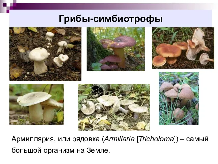 Грибы-симбиотрофы Армиллярия, или рядовка (Armillaria [Tricholoma]) – самый большой организм на Земле.