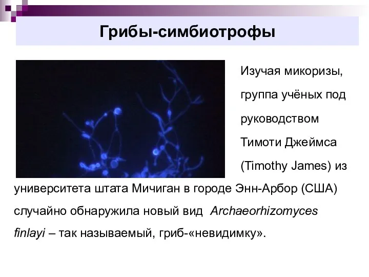 Грибы-симбиотрофы Изучая микоризы, группа учёных под руководством Тимоти Джеймса (Timothy