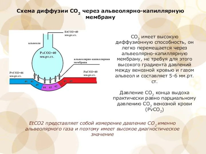 Схема диффузии СО2 через альвеолярно-капиллярную мембрану СО2 имеет высокую диффузионную способность, он легко