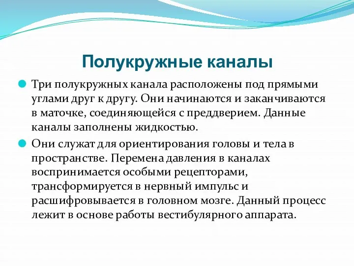 Полукружные каналы Три полукружных канала расположены под прямыми углами друг