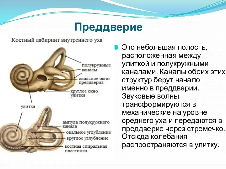 Преддверие Это небольшая полость, расположенная между улиткой и полукружными каналами.