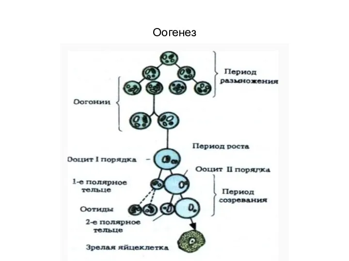 Оогенез