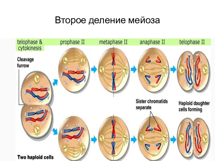 Второе деление мейоза