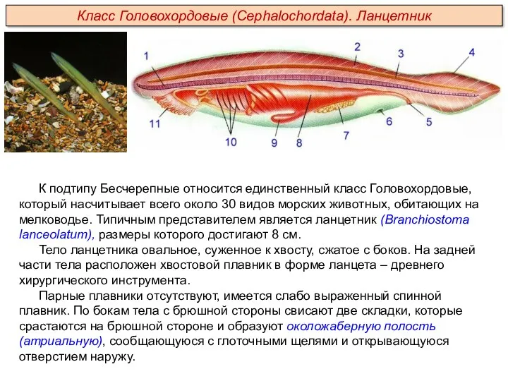 К подтипу Бесчерепные относится единственный класс Головохордовые, который насчитывает всего