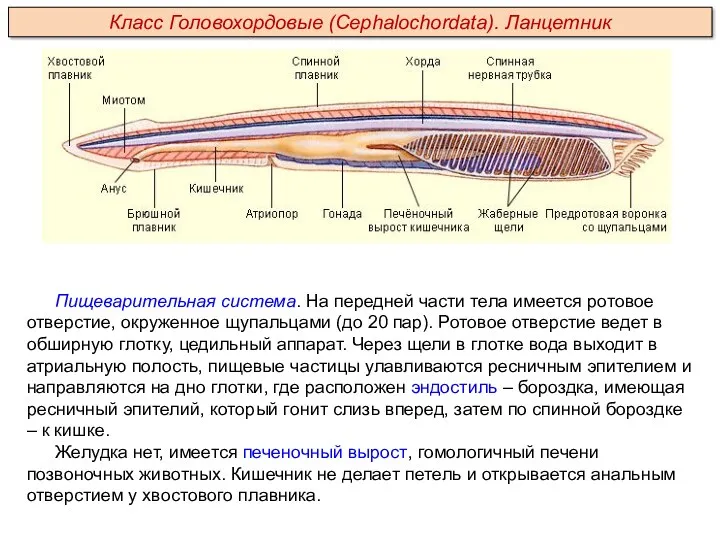 Пищеварительная система. На передней части тела имеется ротовое отверстие, окруженное