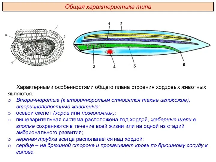 Характерными особенностями общего плана строения хордовых животных являются: Вторичноротые (к