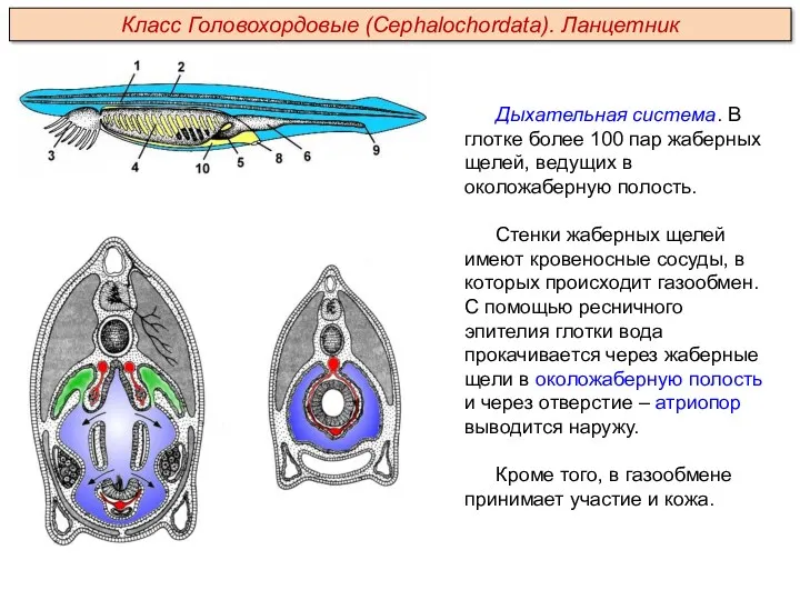 Дыхательная система. В глотке более 100 пар жаберных щелей, ведущих
