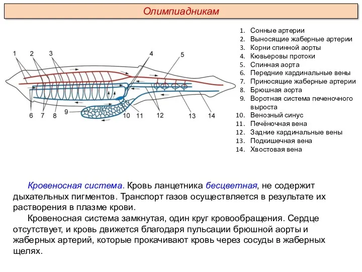 Кровеносная система. Кровь ланцетника бесцветная, не содержит дыхательных пигментов. Транспорт