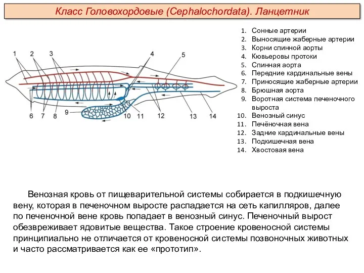 Венозная кровь от пищеварительной системы собирается в подкишечную вену, которая