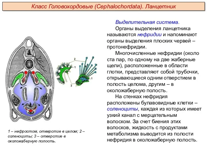 Выделительная система. Органы выделения ланцетника называются нефридии и напоминают органы