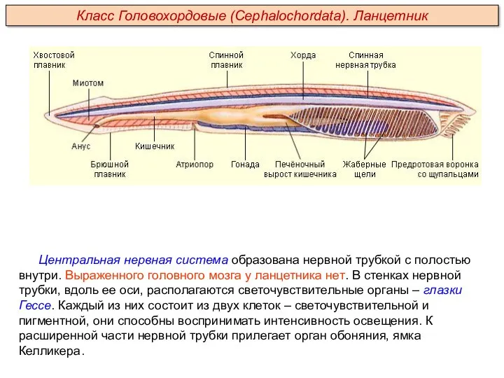 Центральная нервная система образована нервной трубкой с полостью внутри. Выраженного