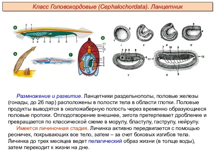 Размножение и развитие. Ланцетники раздельнополы, половые железы (гонады, до 26