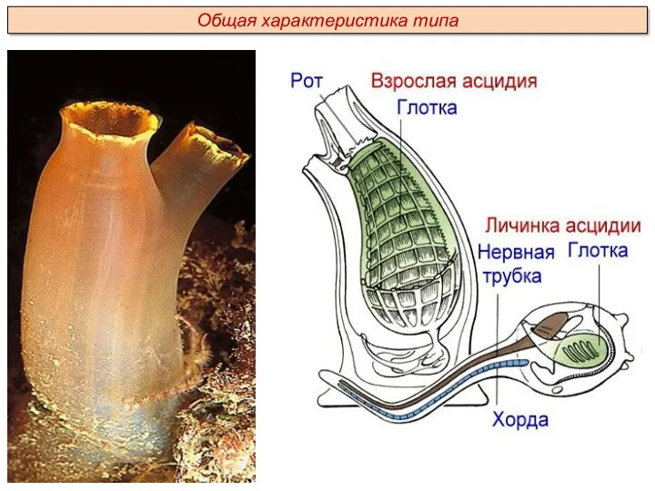 Общая характеристика типа