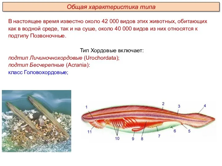 В настоящее время известно около 42 000 видов этих животных,