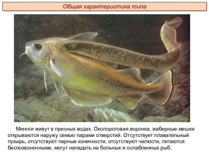 Миноги живут в пресных водах. Околоротовая воронка, жаберные мешки открываются