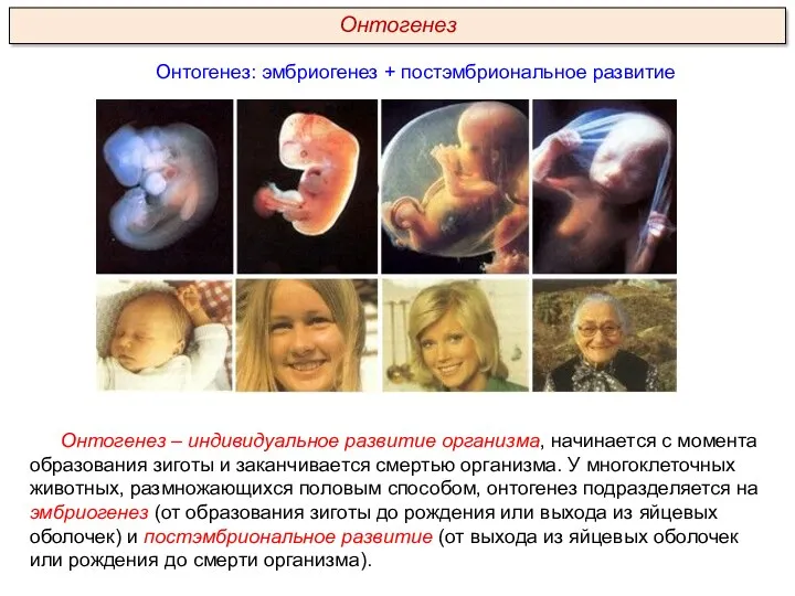 Онтогенез: эмбриогенез + постэмбриональное развитие Онтогенез – индивидуальное развитие организма, начинается с момента