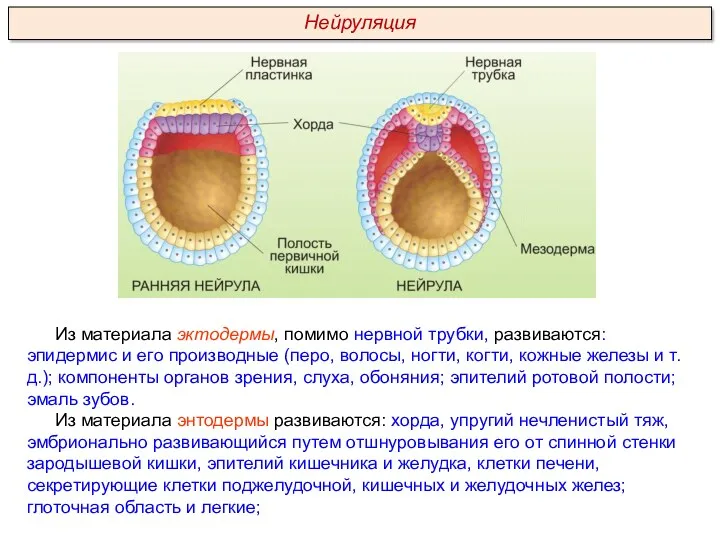 Из материала эктодермы, помимо нервной трубки, развиваются: эпидермис и его производные (перо, волосы,