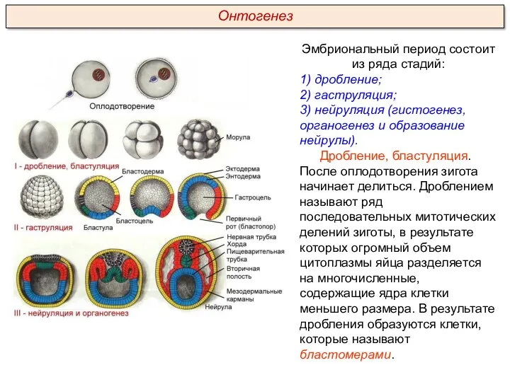 Эмбриональный период состоит из ряда стадий: 1) дробление; 2) гаструляция; 3) нейруляция (гистогенез,