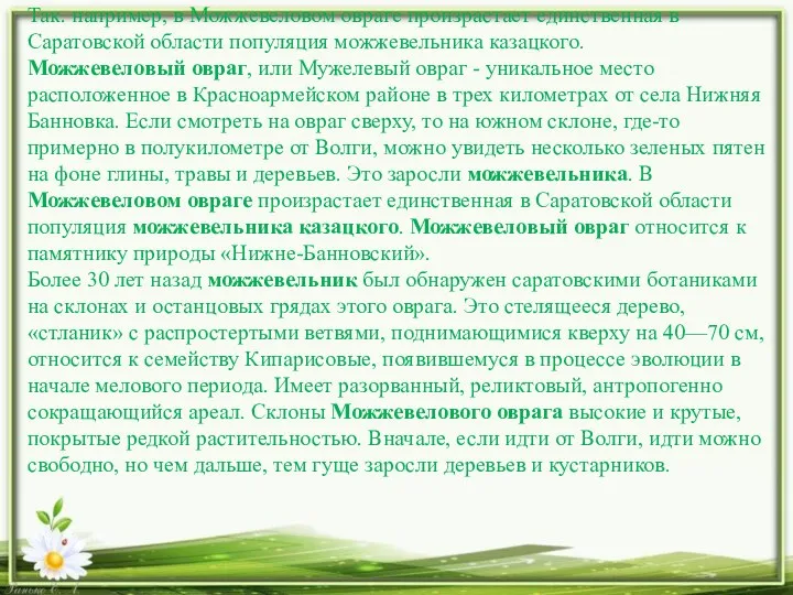 Так. например, в Можжевеловом овраге произрастает единственная в Саратовской области популяция можжевельника казацкого.