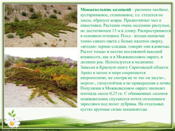Можжевельник казацкий - растение хвойное, кустарниковое, стланиковое, т.е. стелется по земле, образует ковры.