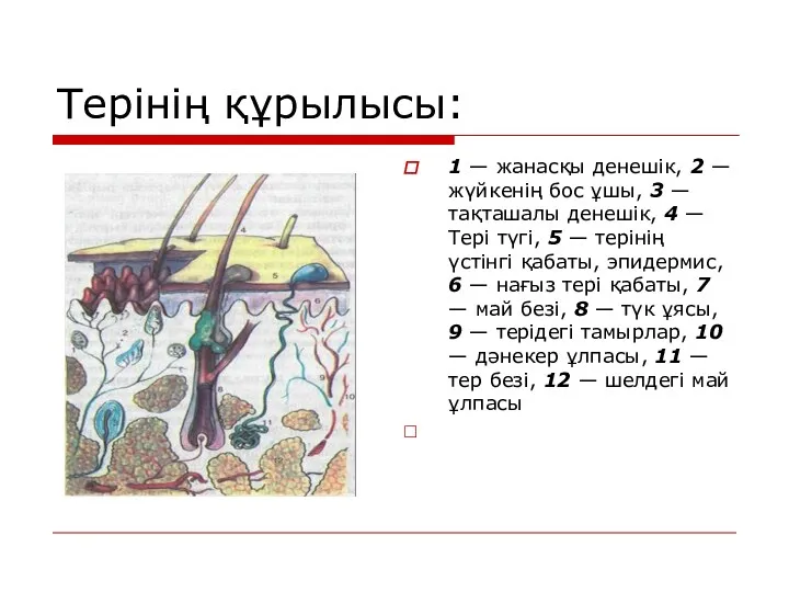 Терінің құрылысы: 1 — жанасқы денешік, 2 — жүйкенің бос