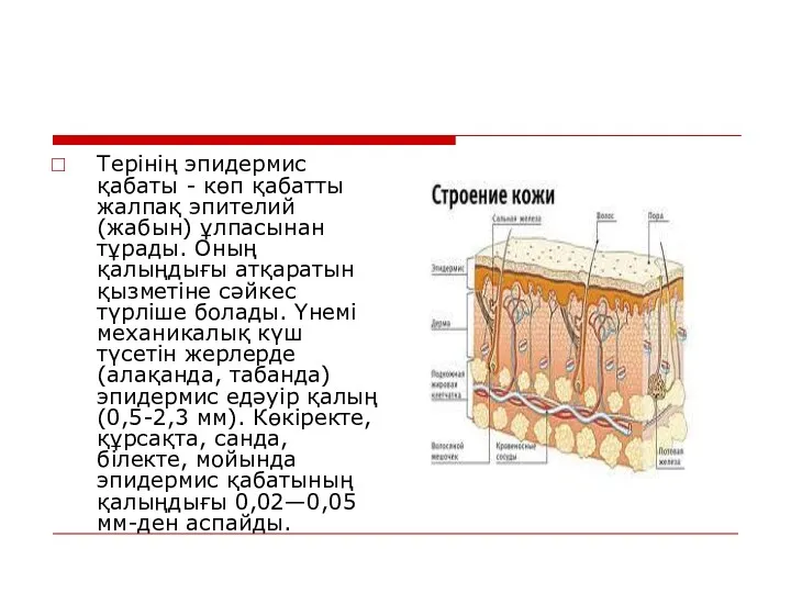 Терінің эпидермис қабаты - көп қабатты жалпақ эпителий (жабын) ұлпасынан