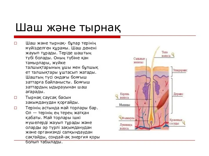 Шаш және тырнақ Шаш және тырнақ- бұлар терінің мүйізделген құрамы.