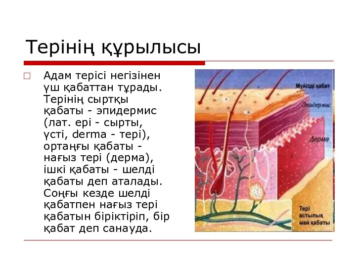 Терінің құрылысы Адам терісі негізінен үш қабаттан тұрады. Терінің сыртқы