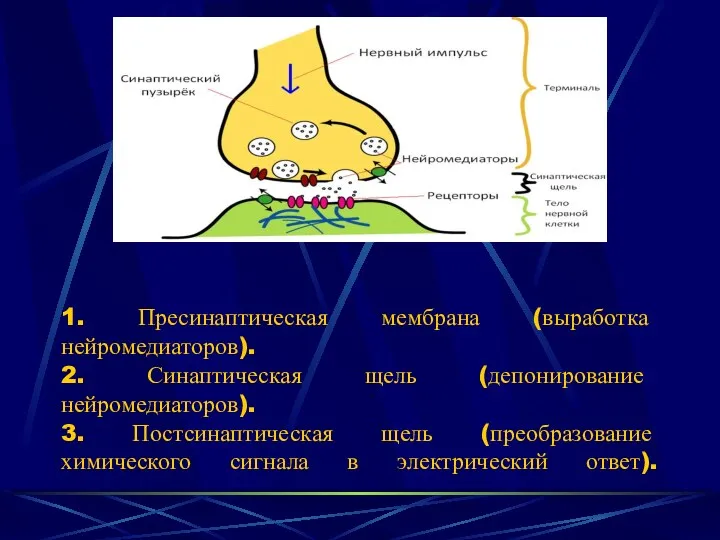 1. Пресинаптическая мембрана (выработка нейромедиаторов). 2. Синаптическая щель (депонирование нейромедиаторов). 3. Постсинаптическая щель