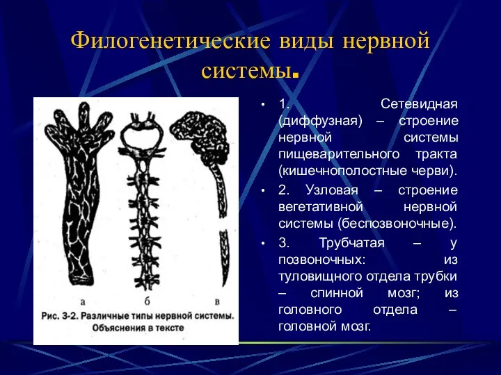 Филогенетические виды нервной системы. 1. Сетевидная (диффузная) – строение нервной системы пищеварительного тракта