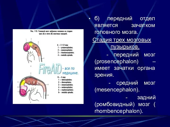 б) передний отдел является зачатком головного мозга. Стадия трех мозговых пузырьков. - передний