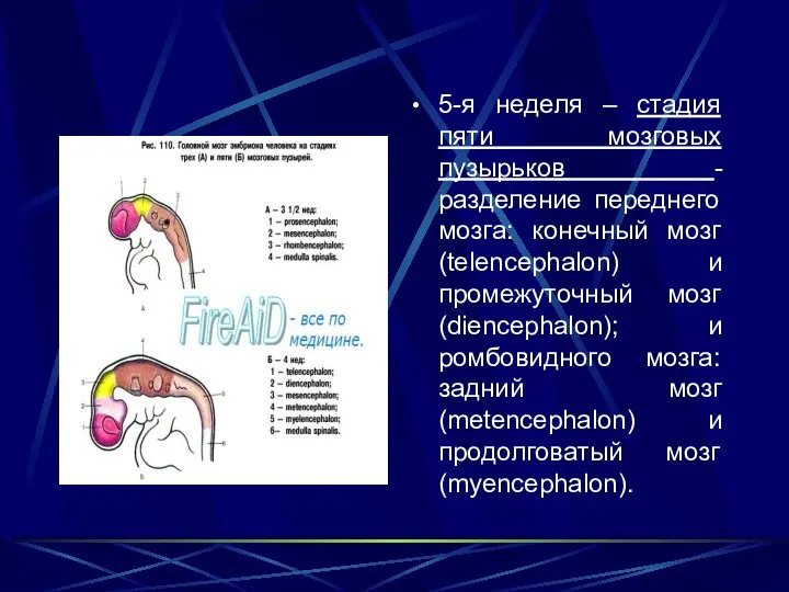 5-я неделя – стадия пяти мозговых пузырьков -разделение переднего мозга: конечный мозг (telencephalon)