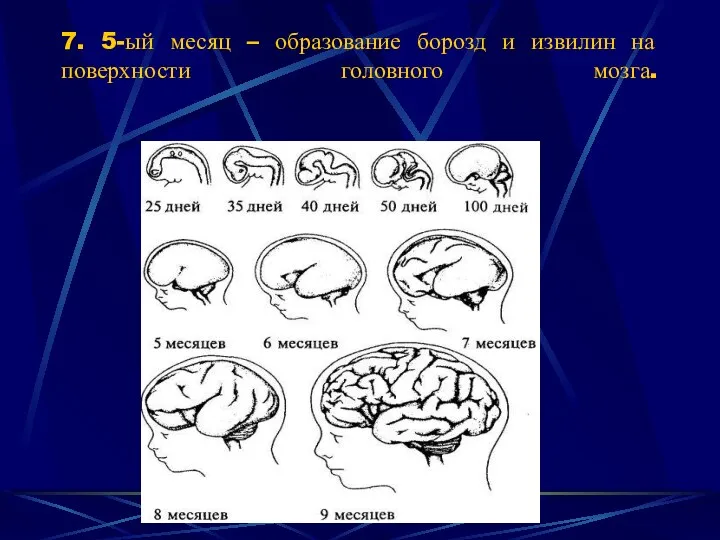 7. 5-ый месяц – образование борозд и извилин на поверхности головного мозга.