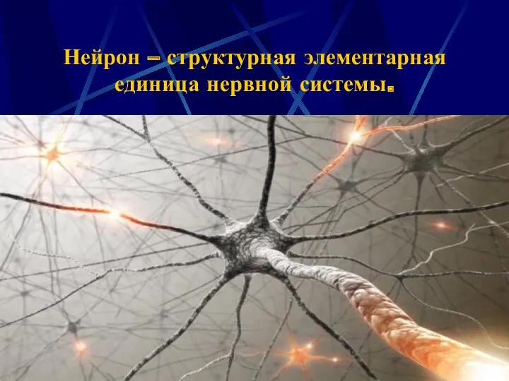 Нейрон – структурная элементарная единица нервной системы.