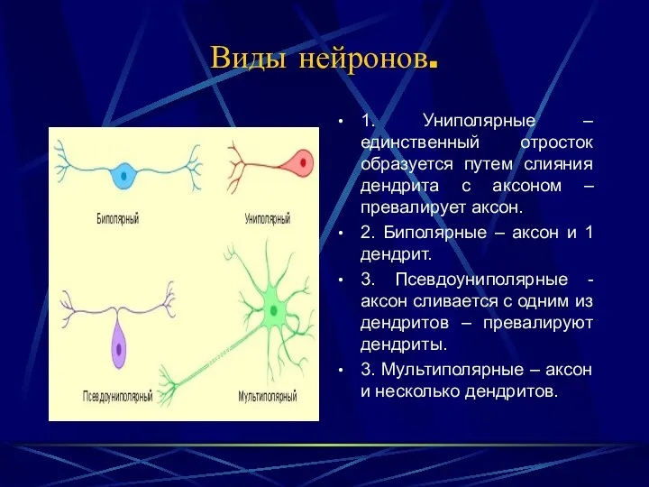 Виды нейронов. 1. Униполярные – единственный отросток образуется путем слияния дендрита с аксоном
