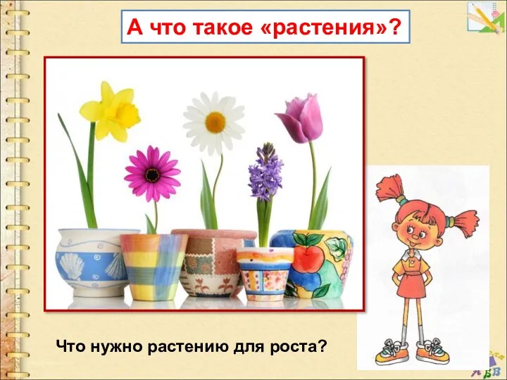 А что такое «растения»? Что нужно растению для роста?