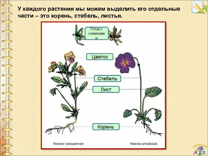 У каждого растения мы можем выделить его отдельные части – это корень, стебель, листья.