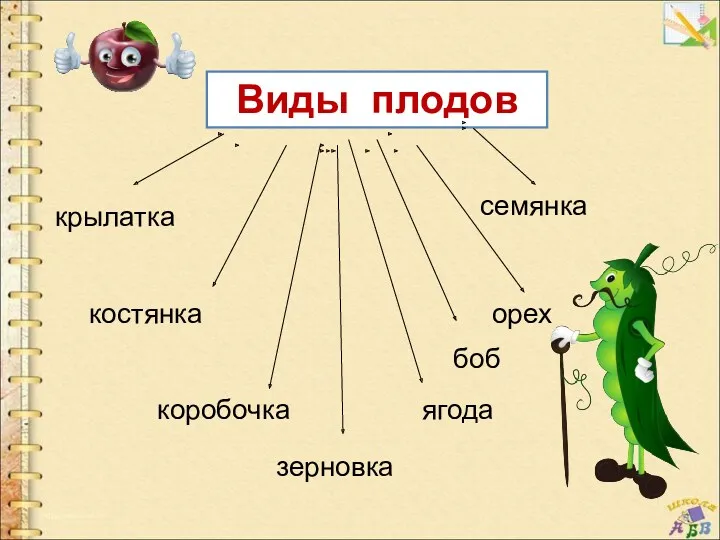 Виды плодов костянка семянка коробочка ягода орех крылатка зерновка боб