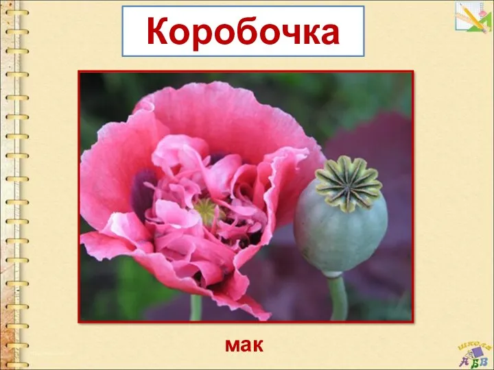 мак Коробочка