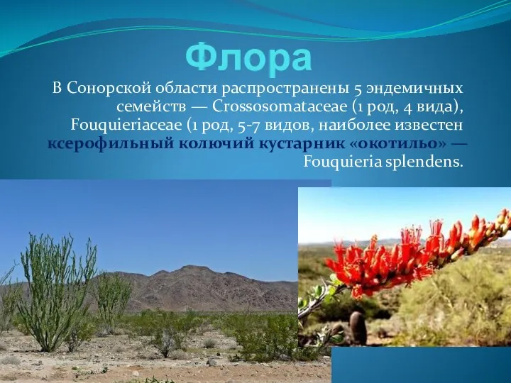 Флора В Сонорской области распространены 5 эндемичных семейств — Crossosomataceae