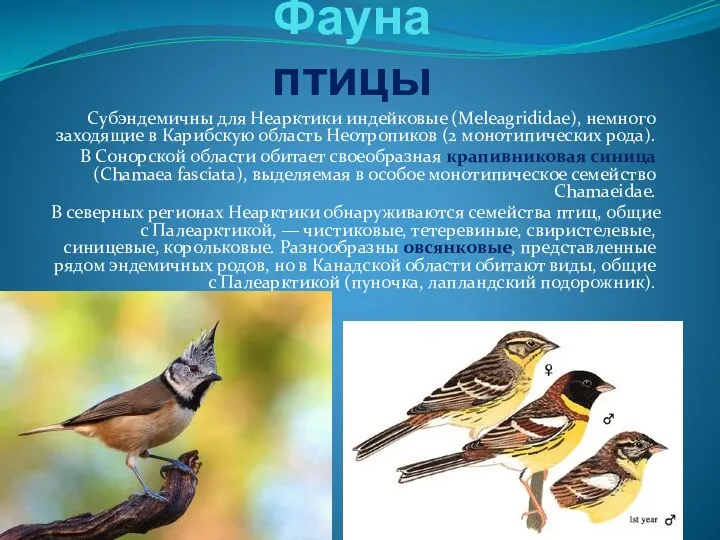 Фауна птицы Субэндемичны для Неарктики индейковые (Meleagrididae), немного заходящие в